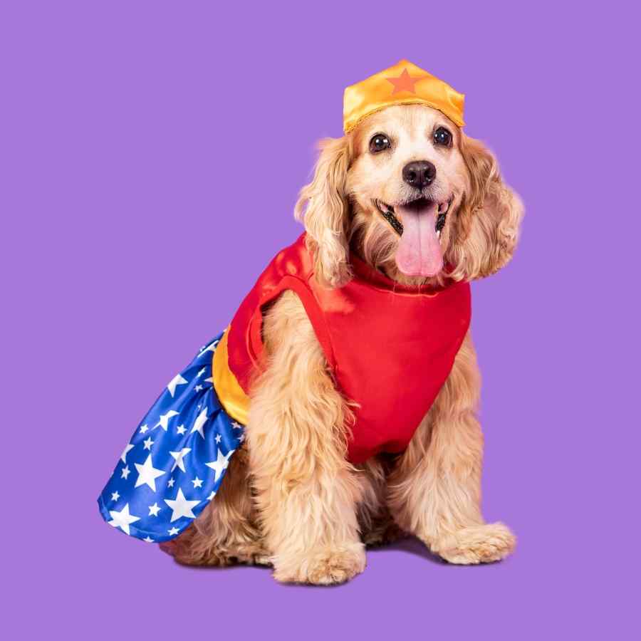 Disfraz Maravilla Dog, , large image number null